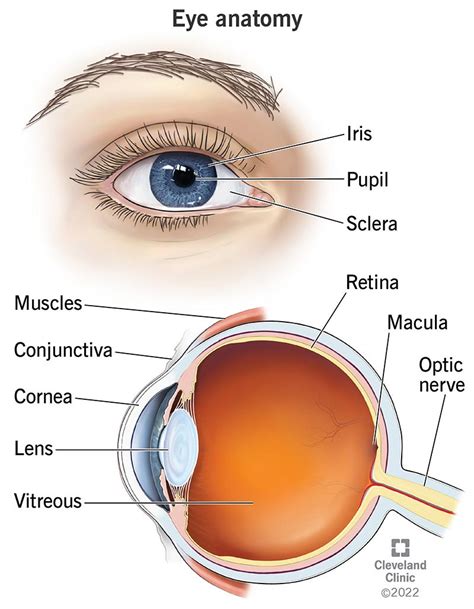 eye anatomu